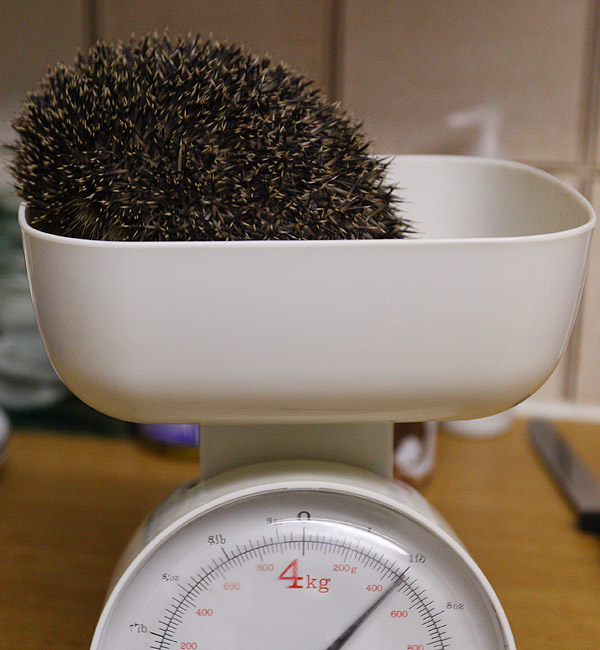 Too small to hibernate, just over 400g. Ideally 600g. Needs to spend the winter indoors.