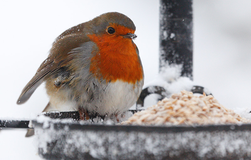 Who ate all the pies?