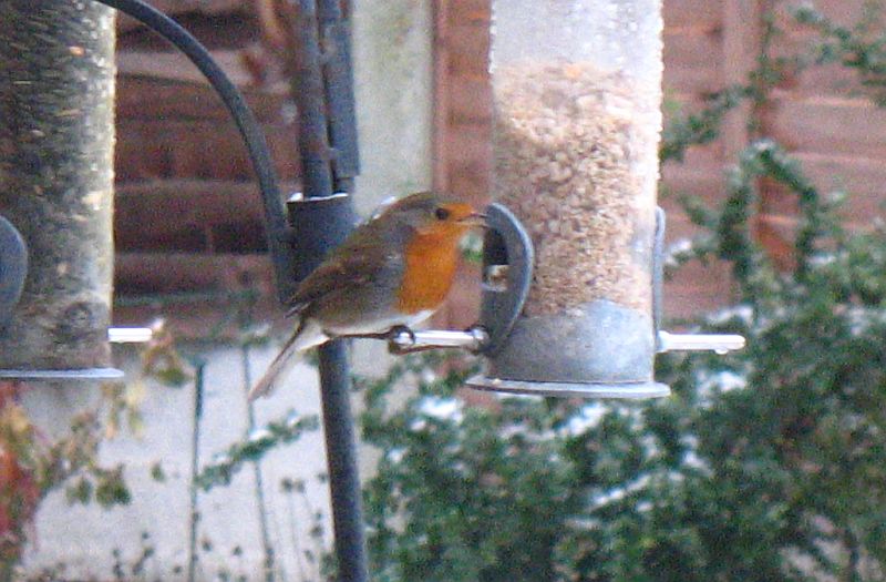 Robin