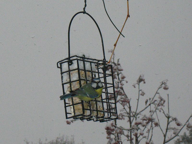 Blue Tit spotting me.