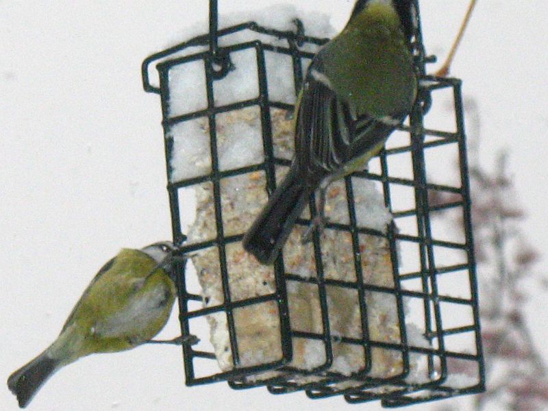 Blue Tit and Great Tit?