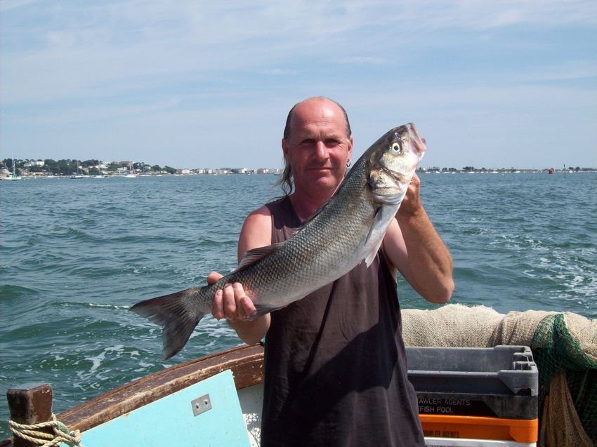 031__sea_bass__173.jpg