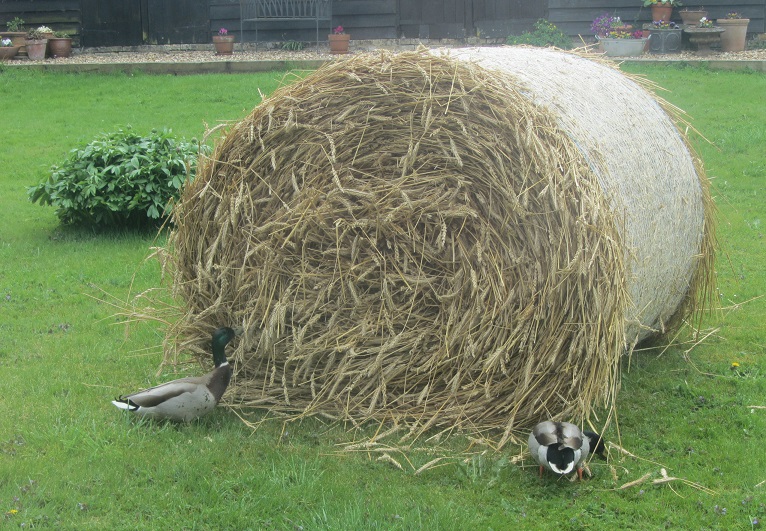 Bale of Long Straw.JPG