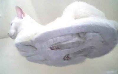 cat-on-a-glass-table.jpg