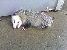Opossum2.jpg