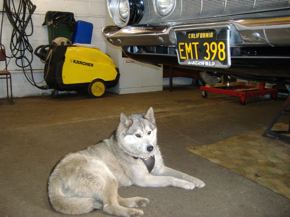 Sib Husky.jpg